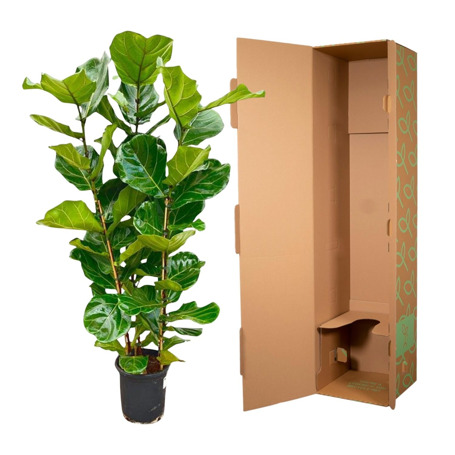 Ficus Lyrata struik - elegante kamerplant voor woonkamer, kantoor en interieurdecoratie