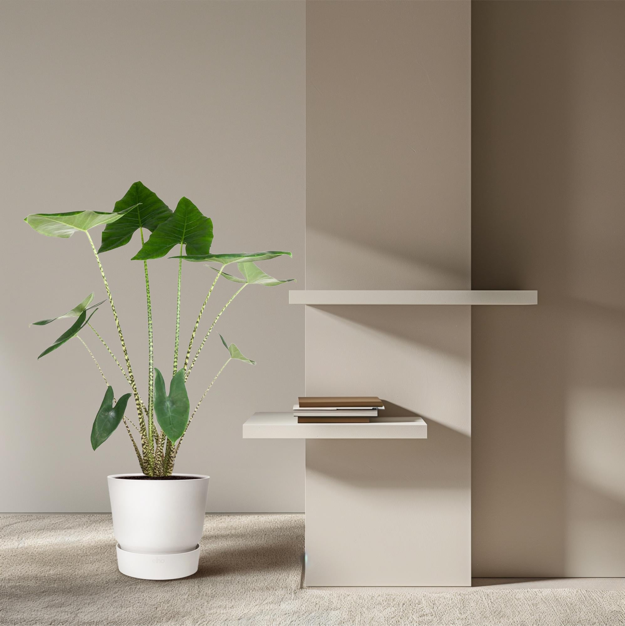 Alocasia Zebrina - Tropical Alocasia Houseplant with Decorative Striped Stems