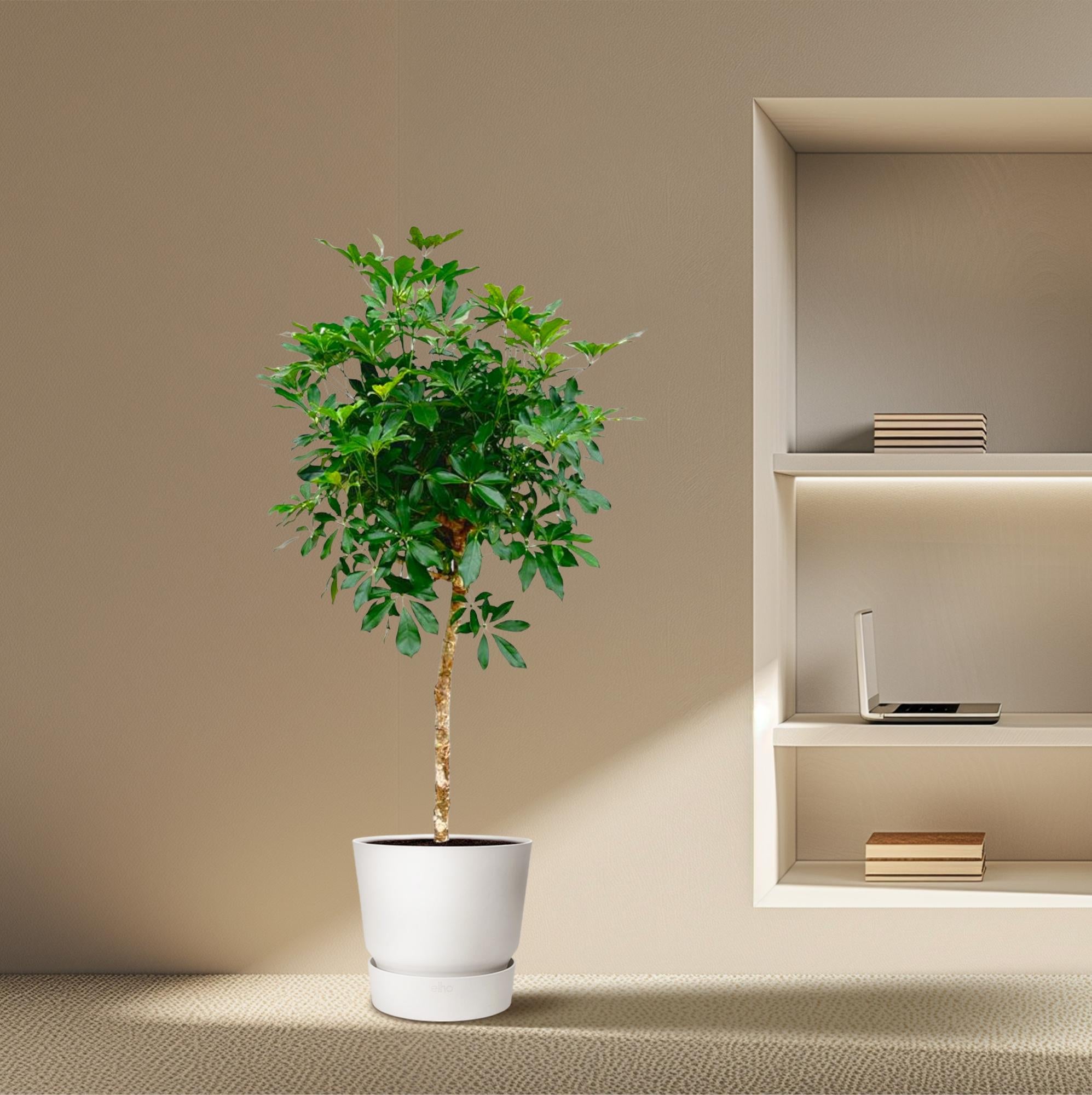 Schefflera op stam – grote groene kamerplant op stam