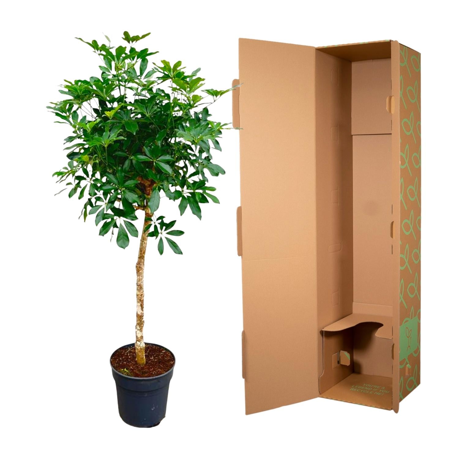 Schefflera op stam – grote groene kamerplant op stam
