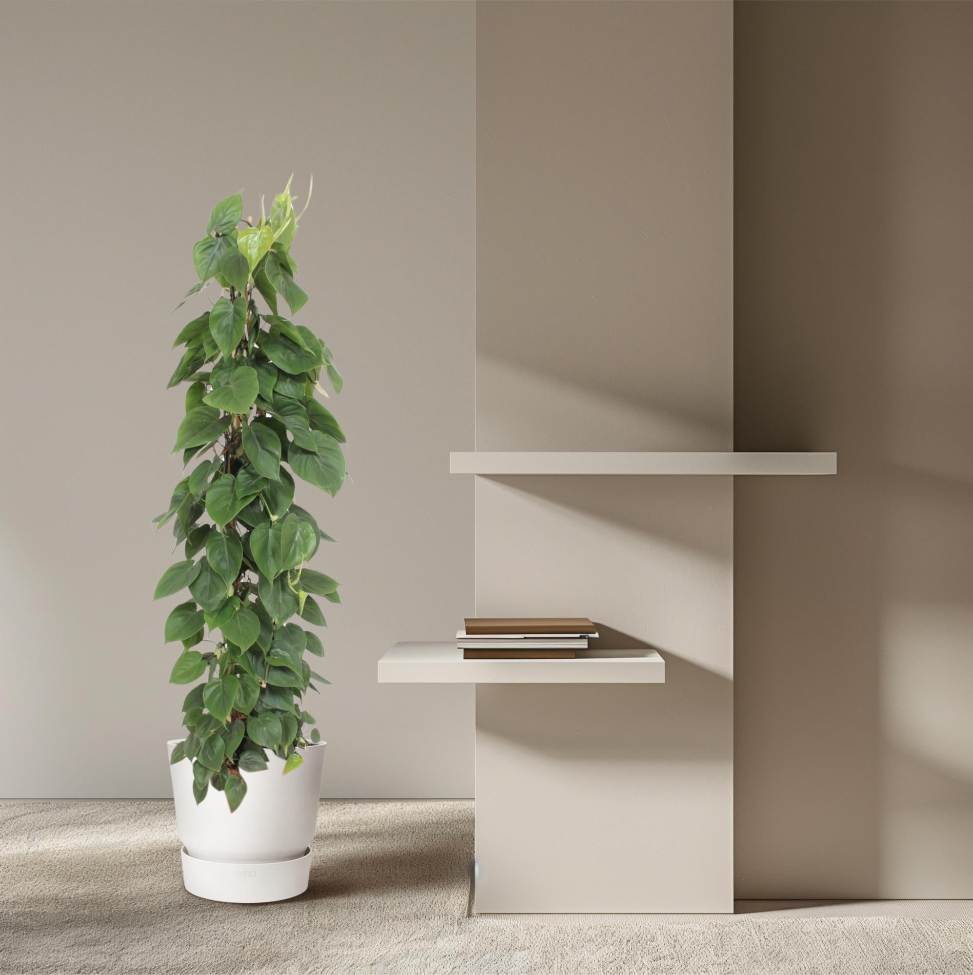 hilodendron Scandens – klimplant op gaasrek (groen & Brasil)