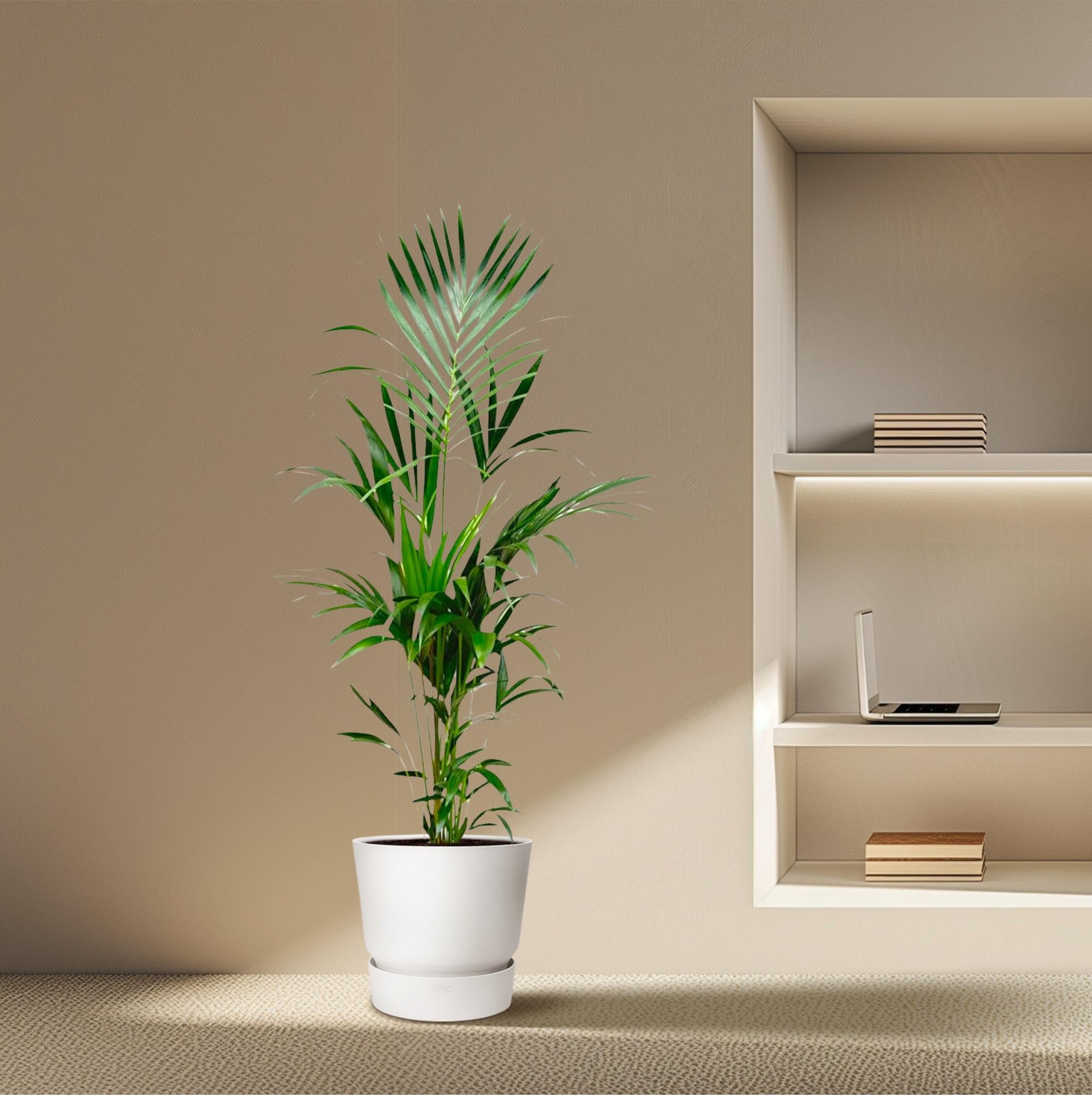 Kentia Palm kamerplant – stijlvolle sierpalm voor huis, kantoor & interieur