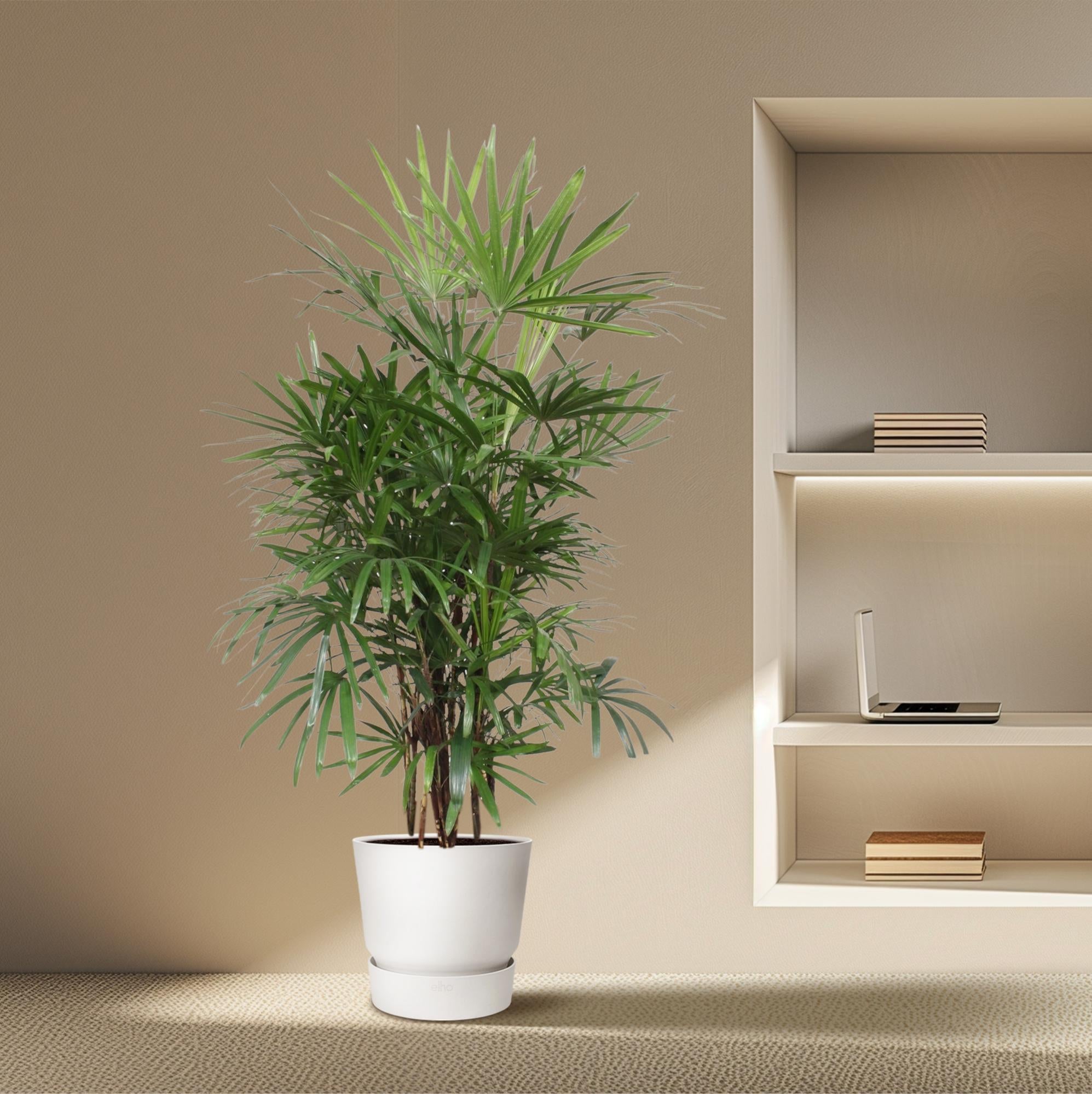 Rhapis Excelsa – exclusieve bamboepalm kamerplant 190 cm