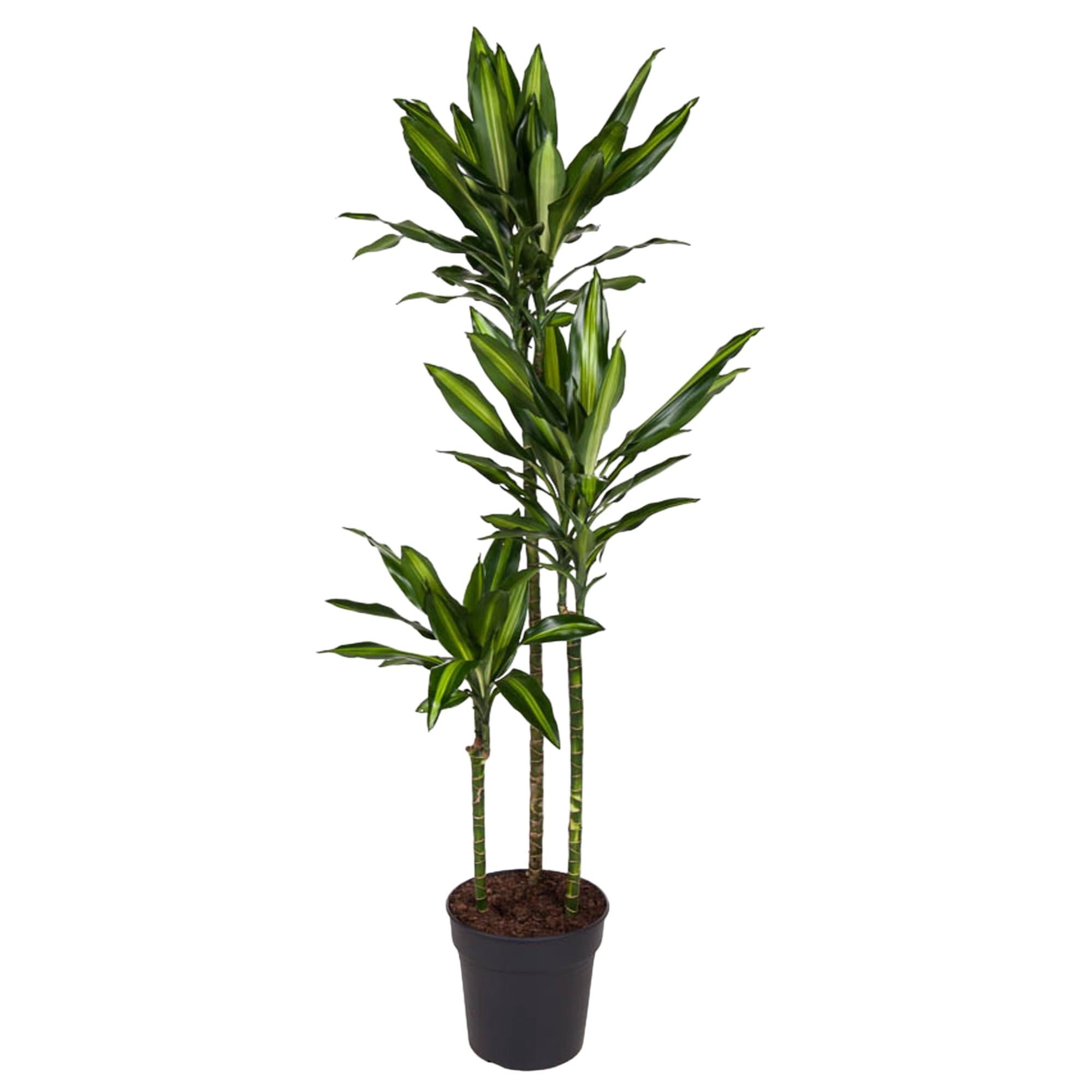 Dracaena Cintho – sterke groene kamerplant in kweekpot