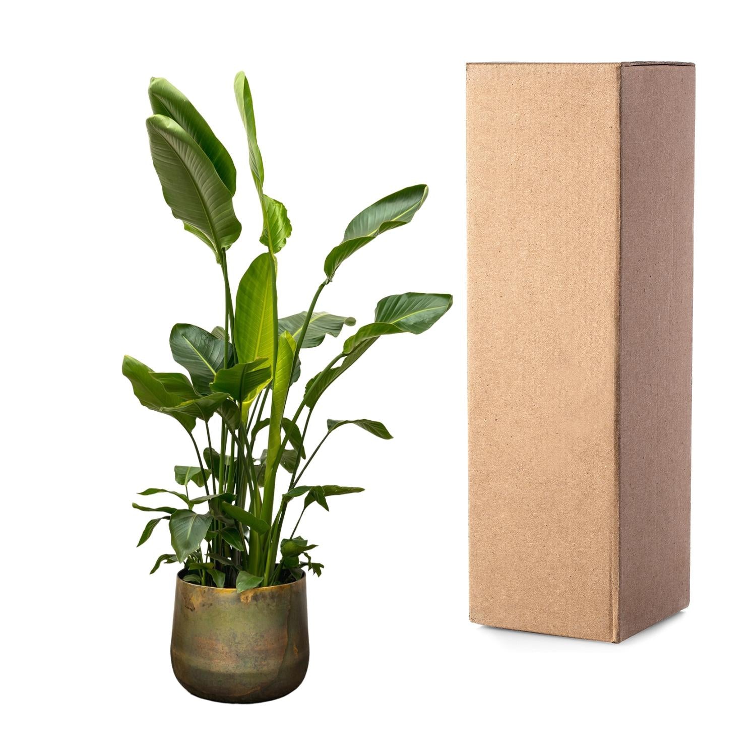 Strelitzia Nicolai - Tropische kamerplant voor binnen, decoratieve exotische plant