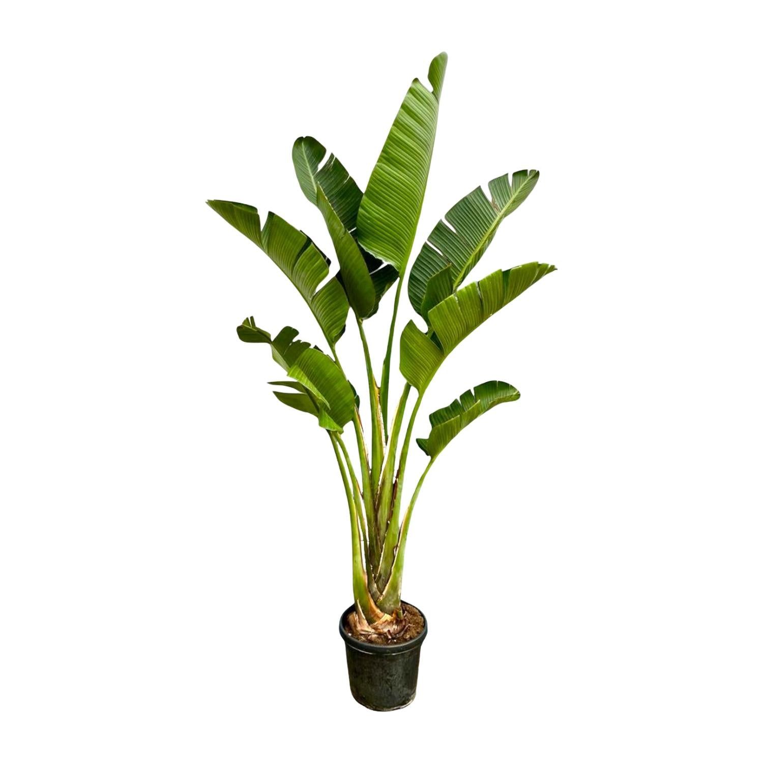 Strelitzia Augusta – grote paradijsvogelplant kamerplant in kweekpot