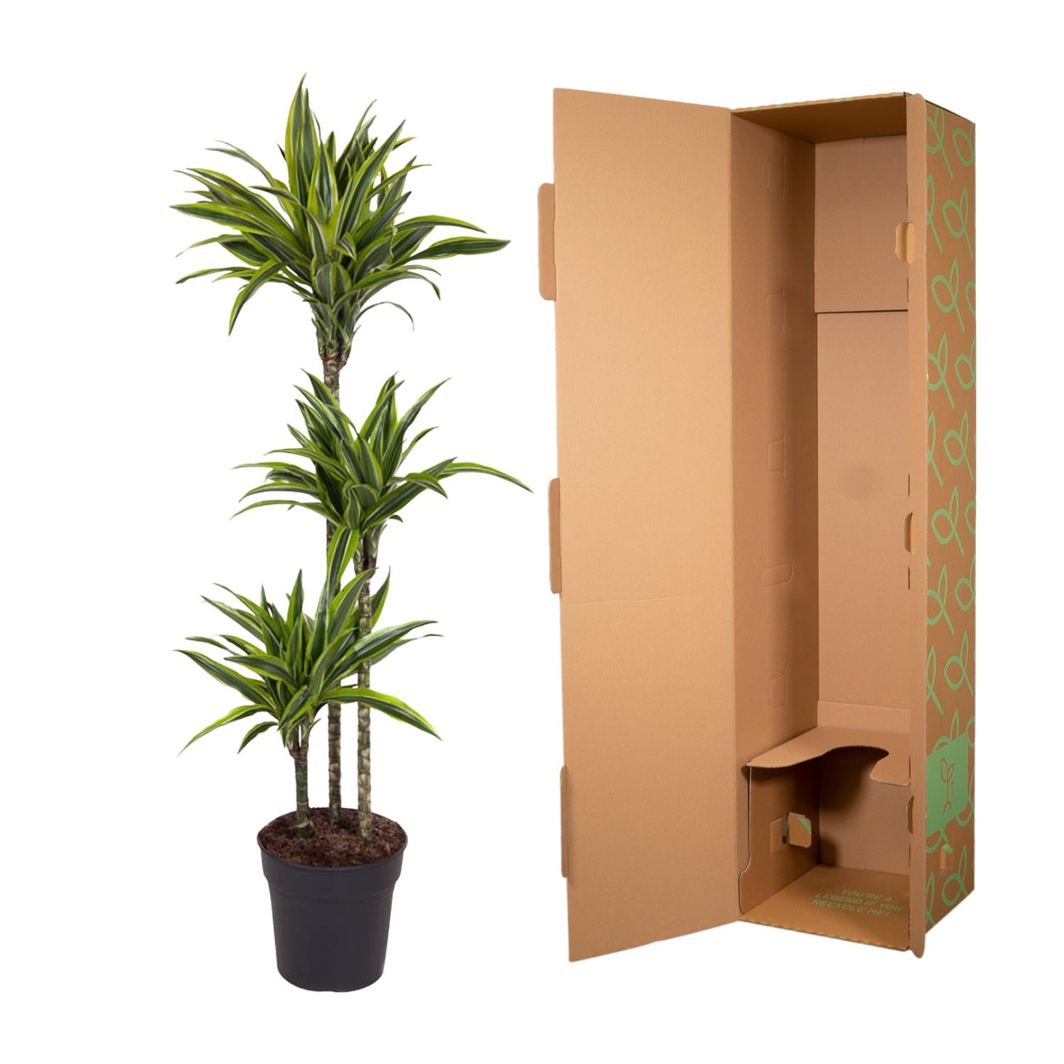 Dracaena Lemon Lime decorative indoor plant for home and office, premium quality