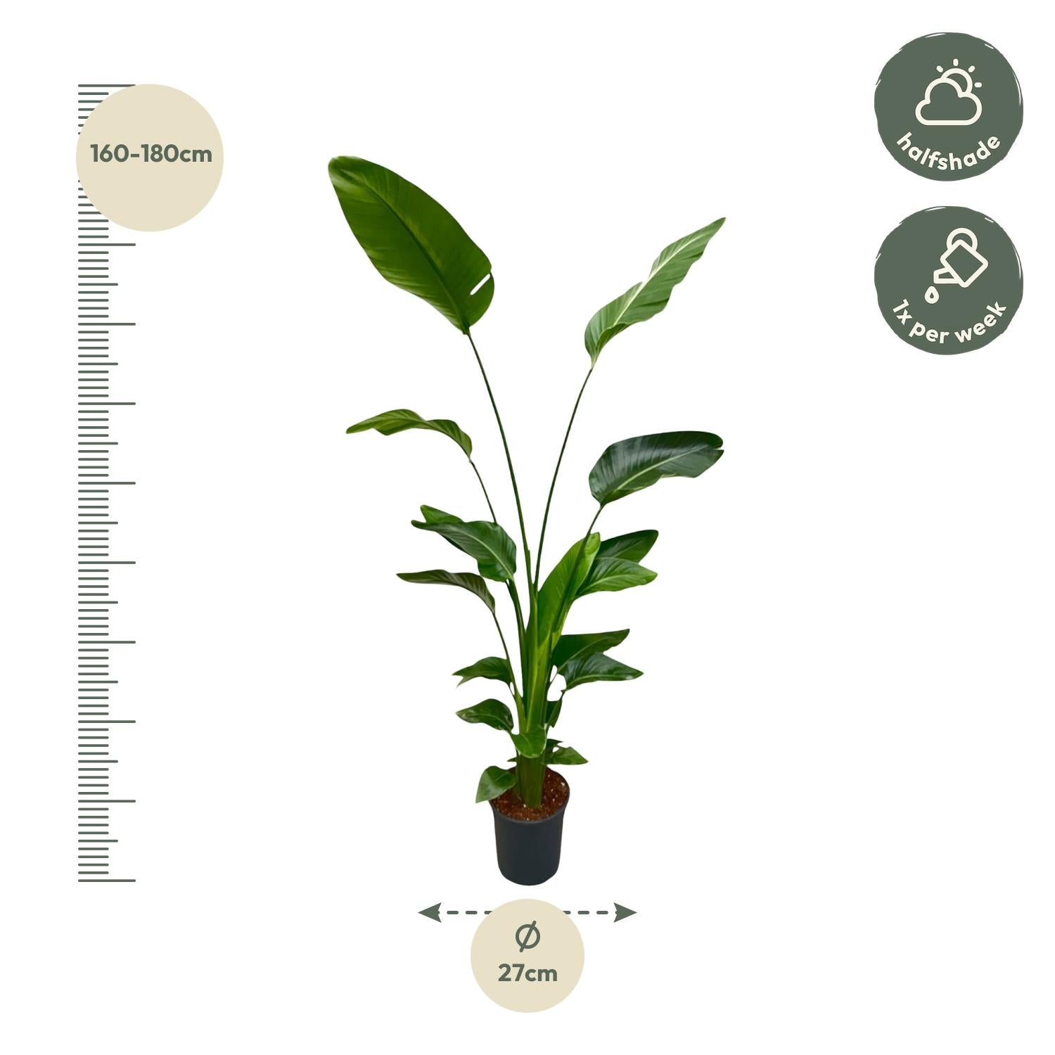 Strelitzia Nicolai - Tropische kamerplant voor binnen, decoratieve exotische plant