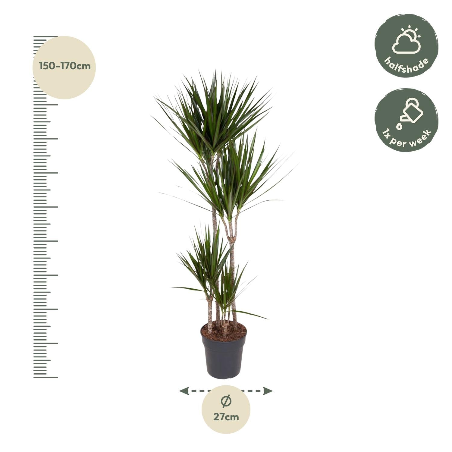 Dracaena Marginata - kamerplant in kweekpot