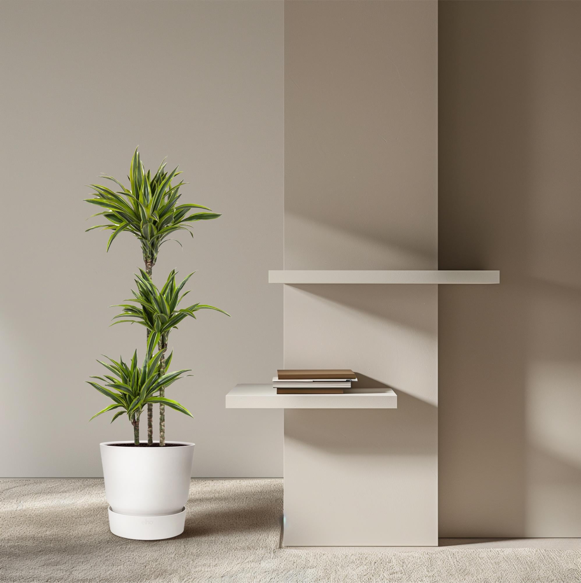 Dracaena Lemon Lime decorative indoor plant for home and office, premium quality