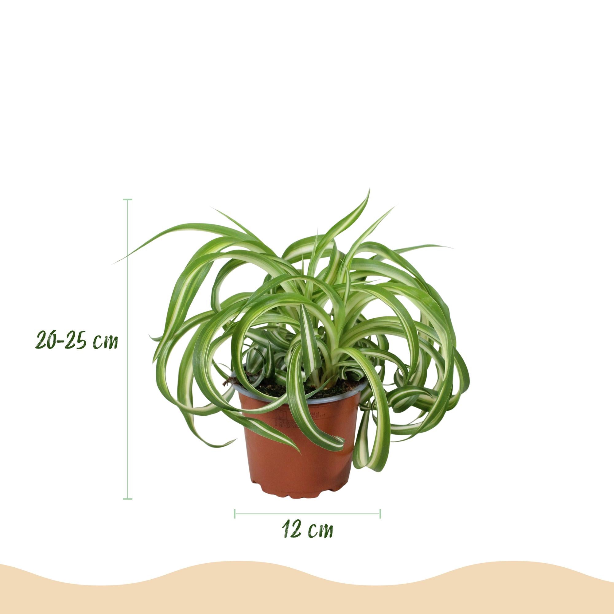 Green boutiQ - Kamerplant - Chlorophytum comosum Bonnie - Krullende Graslelie - Huisdiervriendelijke Plant - Groen - 1 Plant - met Potter Wit - Pot 12cm - Hoogte 20cm