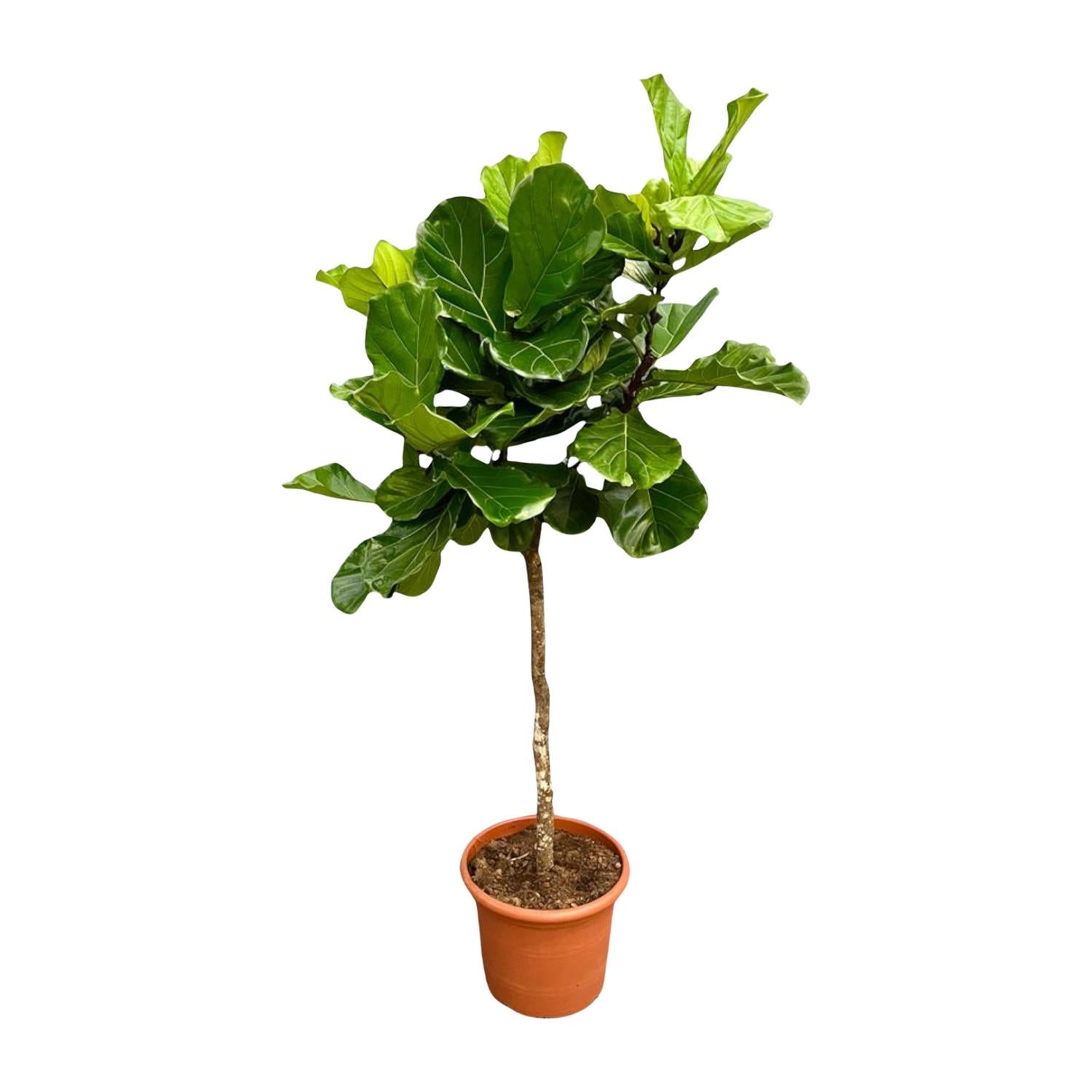 Ficus Lyrata boom - grote, stijlvolle kamerplant voor binnen en interieurdecoratie