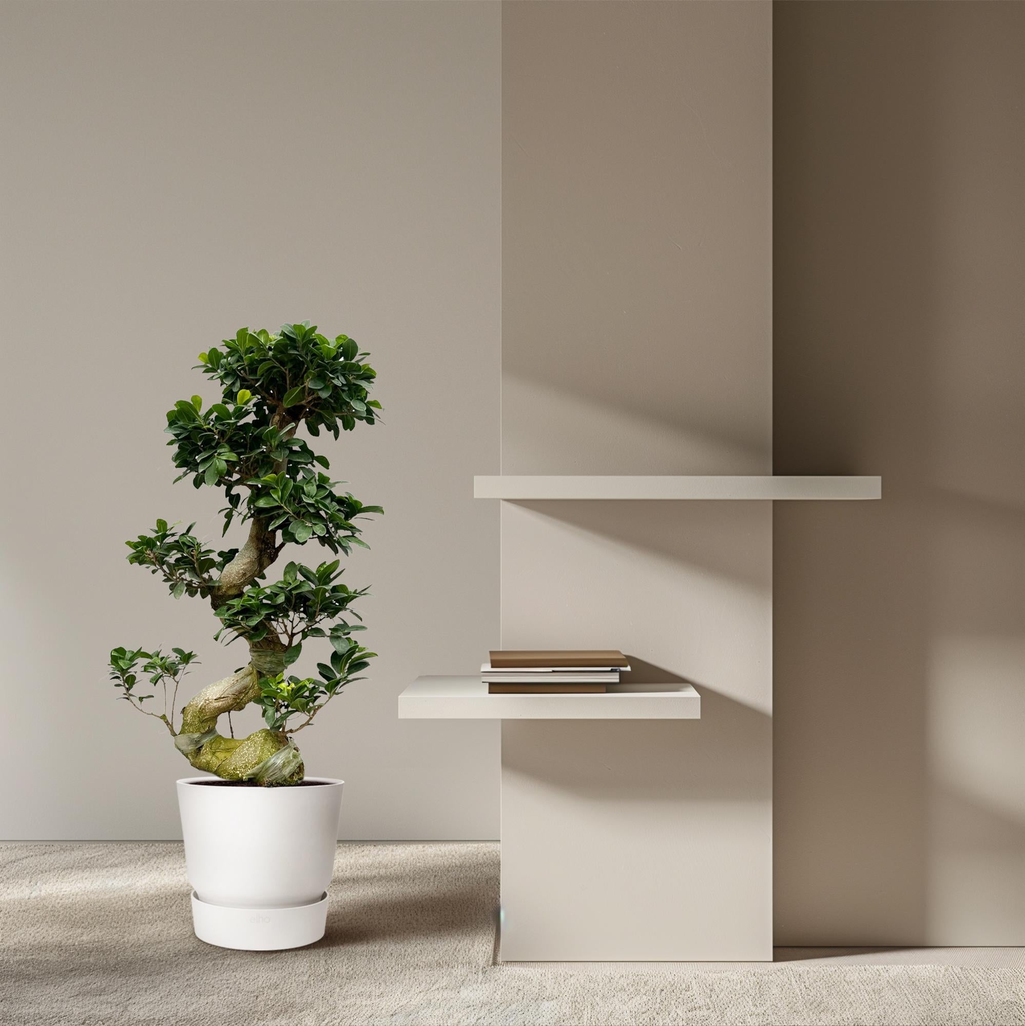 Ficus Microcarpa Ginseng – bonsai ficus kamerplant
