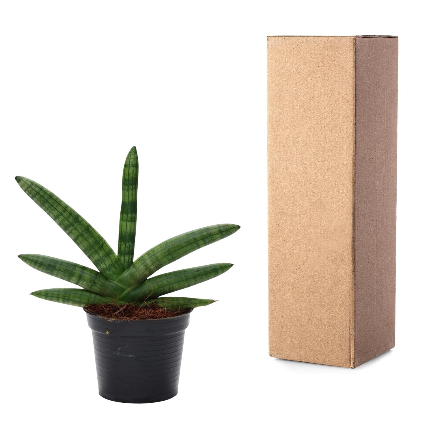 Sansevieria mini mix – Sansevieria cylindrica en Skyline in sierlijke pot Ø10,5