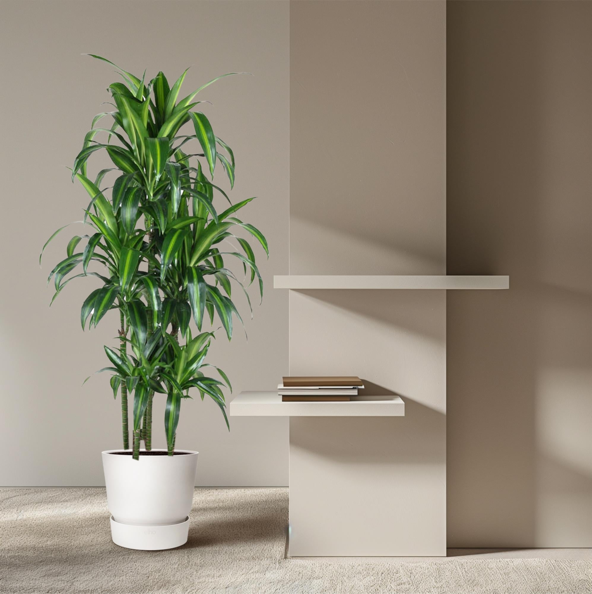 Dracaena Hawaiiana – bonte tropische Dracaena kamerplant