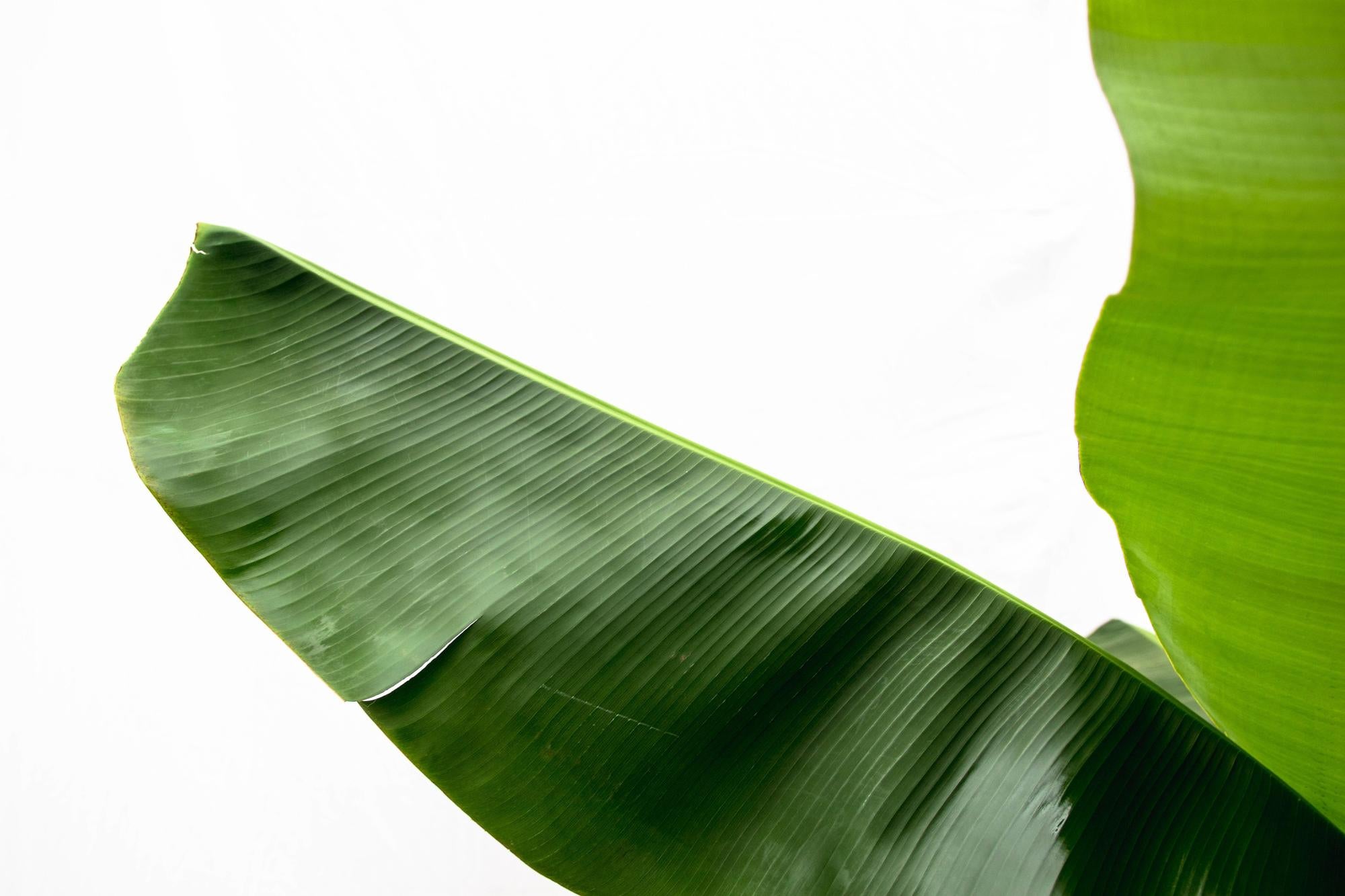 Bananenplant (Musa) - weelderige tropische kamerplant voor huis en kantoor