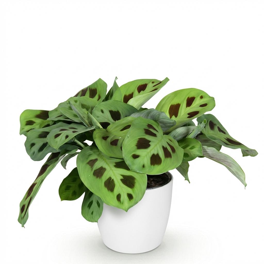 Green boutiQ - Kamerplant - Maranta Fascinator Kerchoveana - Zebraplant - Huisdiervriendelijke Plant - Groen - 1 Plant - met Potter Wit - Pot 12cm - Hoogte 25cm
