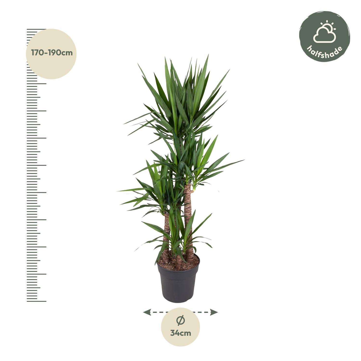Yucca Elephantipes – grote stoere kamerplant in kweekpot