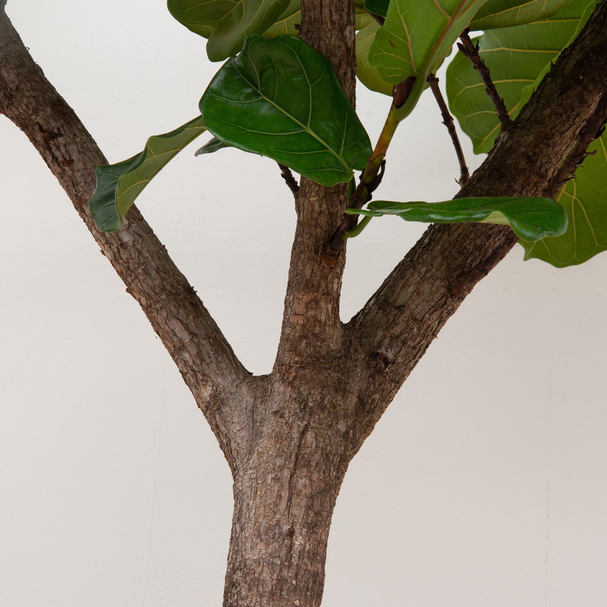 Ficus Lyrata boom - grote, stijlvolle kamerplant voor binnen en interieurdecoratie