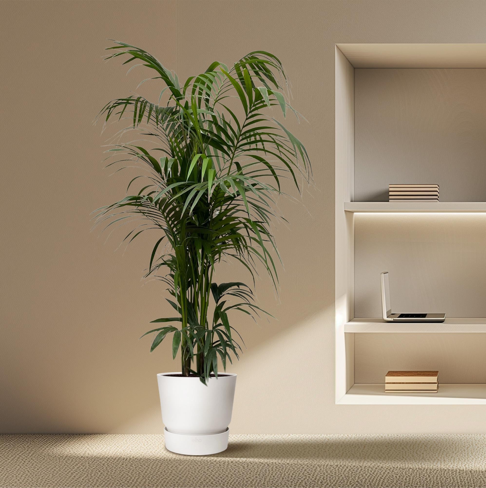 Kentia Palm kamerplant – stijlvolle sierpalm voor huis, kantoor & interieur