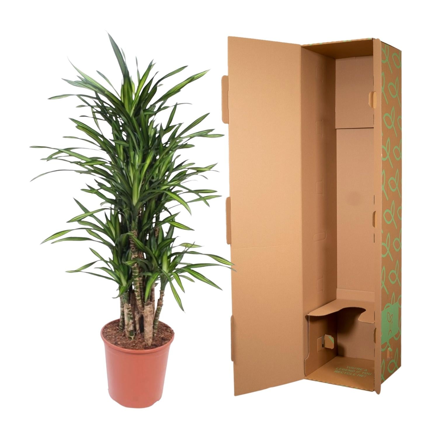 Dracaena Riki – smalbladige moderne Dracaena kamerplant