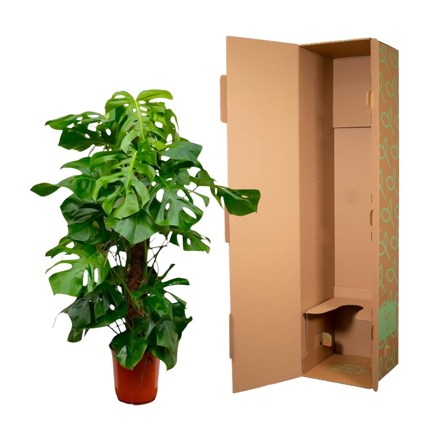 Monstera Deliciosa gatenplant – populaire kamerplant in kweekpot