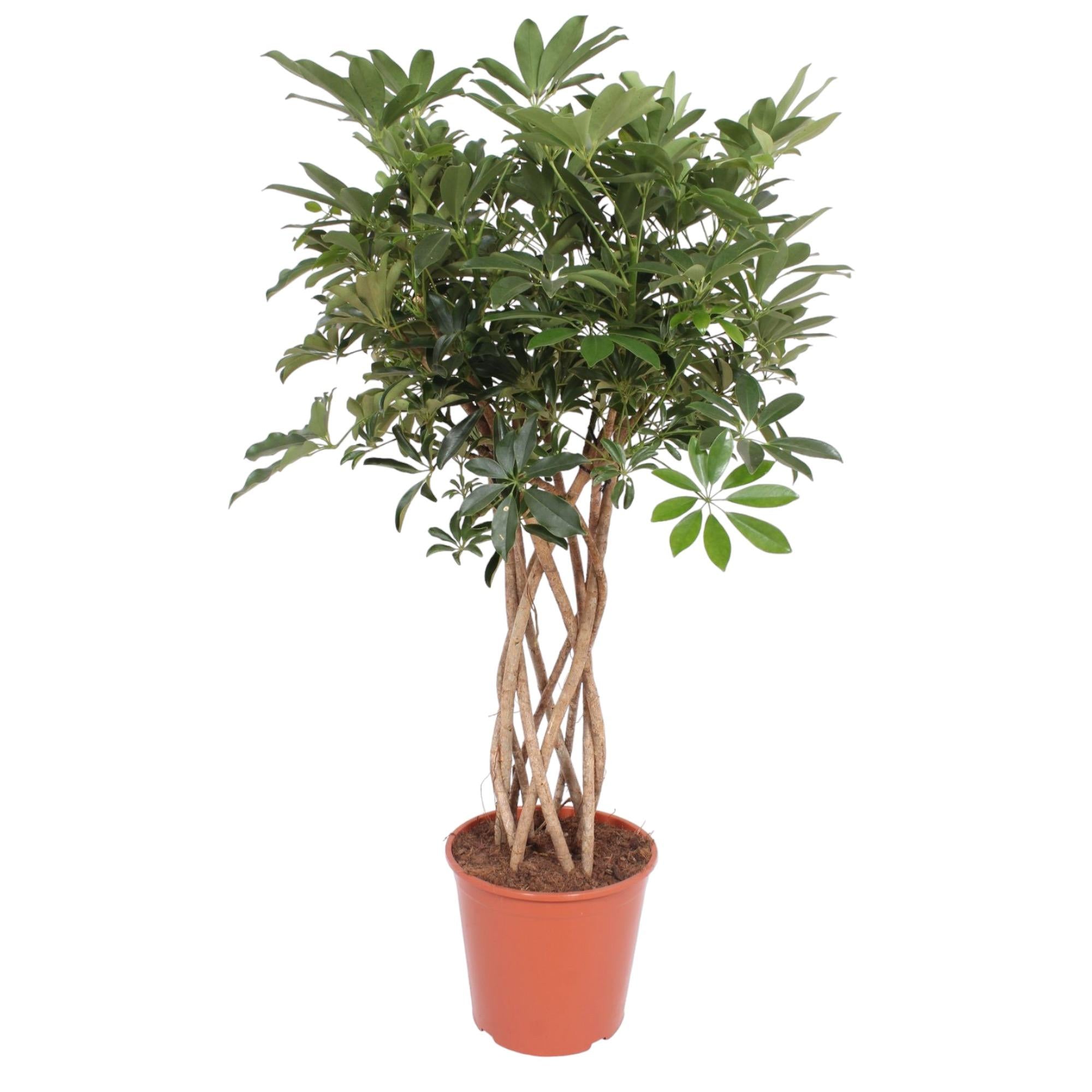 Schefflera Arboricola Compacta – volle groene parasolboom kamerplant