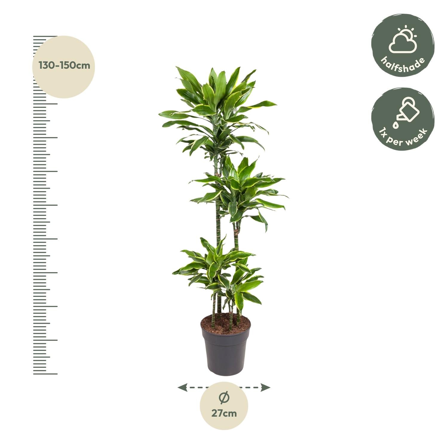 Dracaena Golden Coast – grote twee-kleurige Dracaena kamerplant in kweekpot