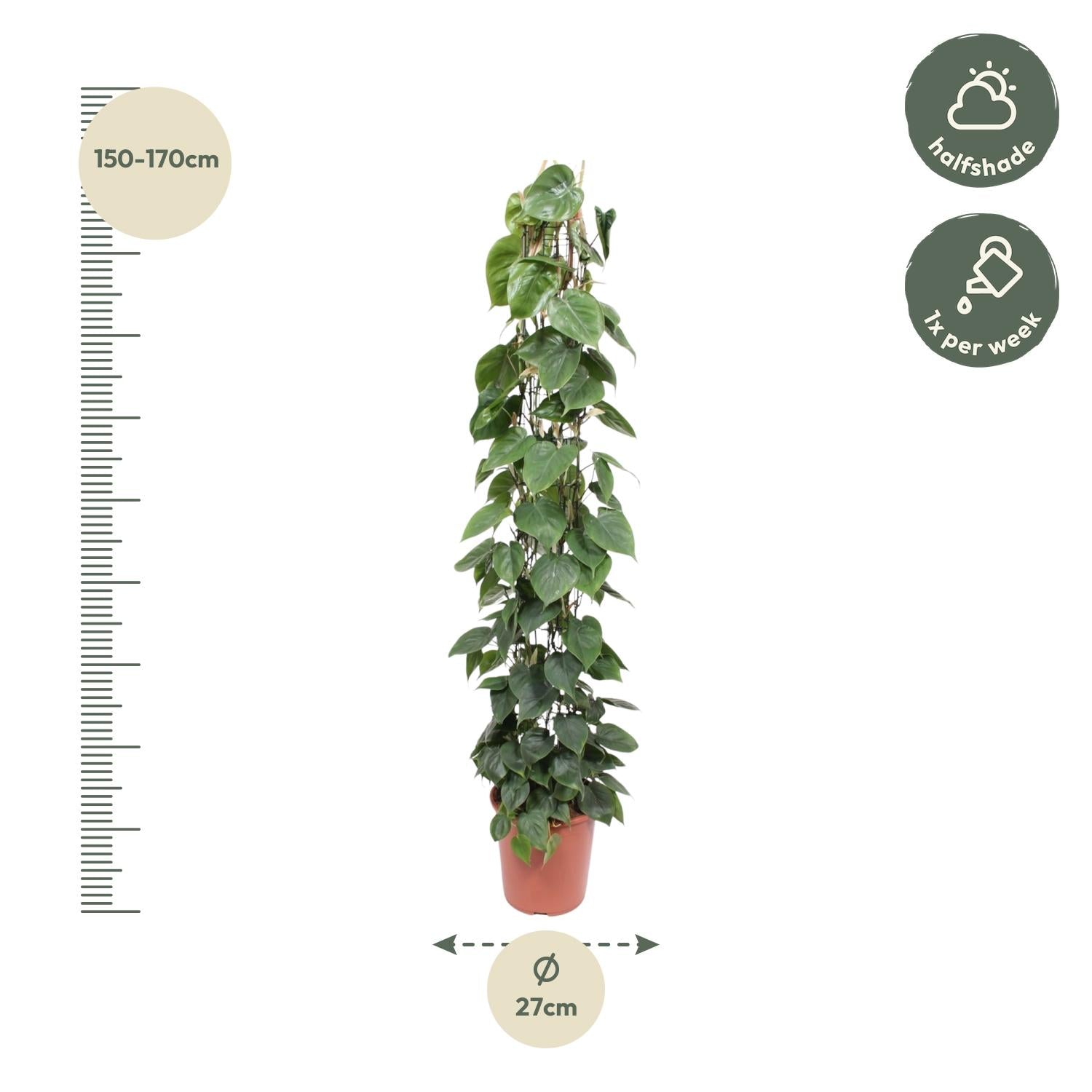 hilodendron Scandens – klimplant op gaasrek (groen & Brasil)