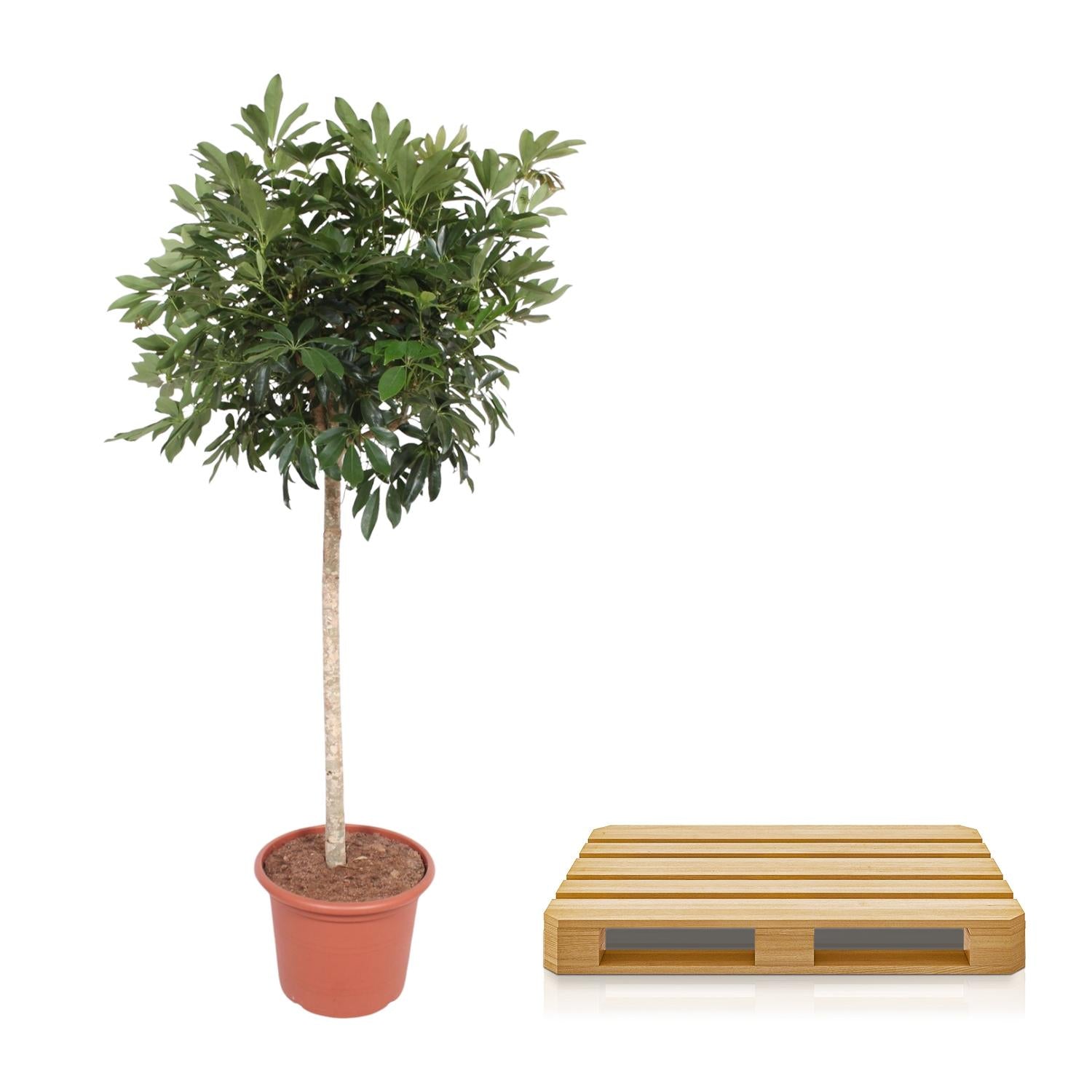 Schefflera Arboricola Compacta – volle groene parasolboom kamerplant