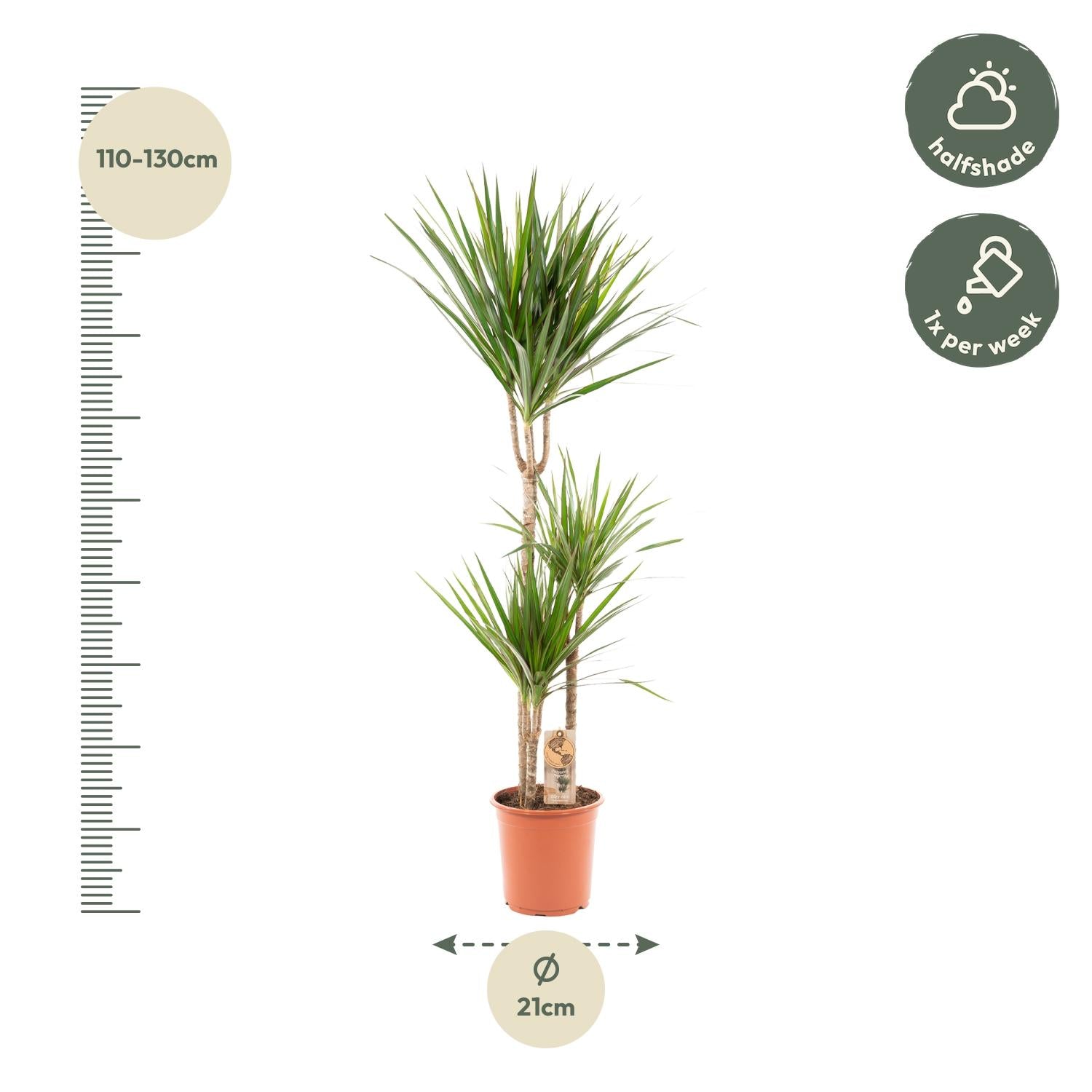 Dracaena Marginata - kamerplant in kweekpot