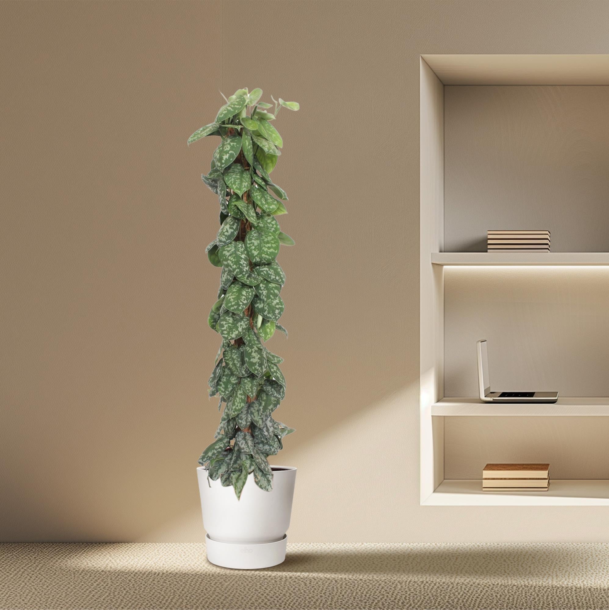 Scindapsus Pictus Trebie – klimplant op mosstok of gaasrek