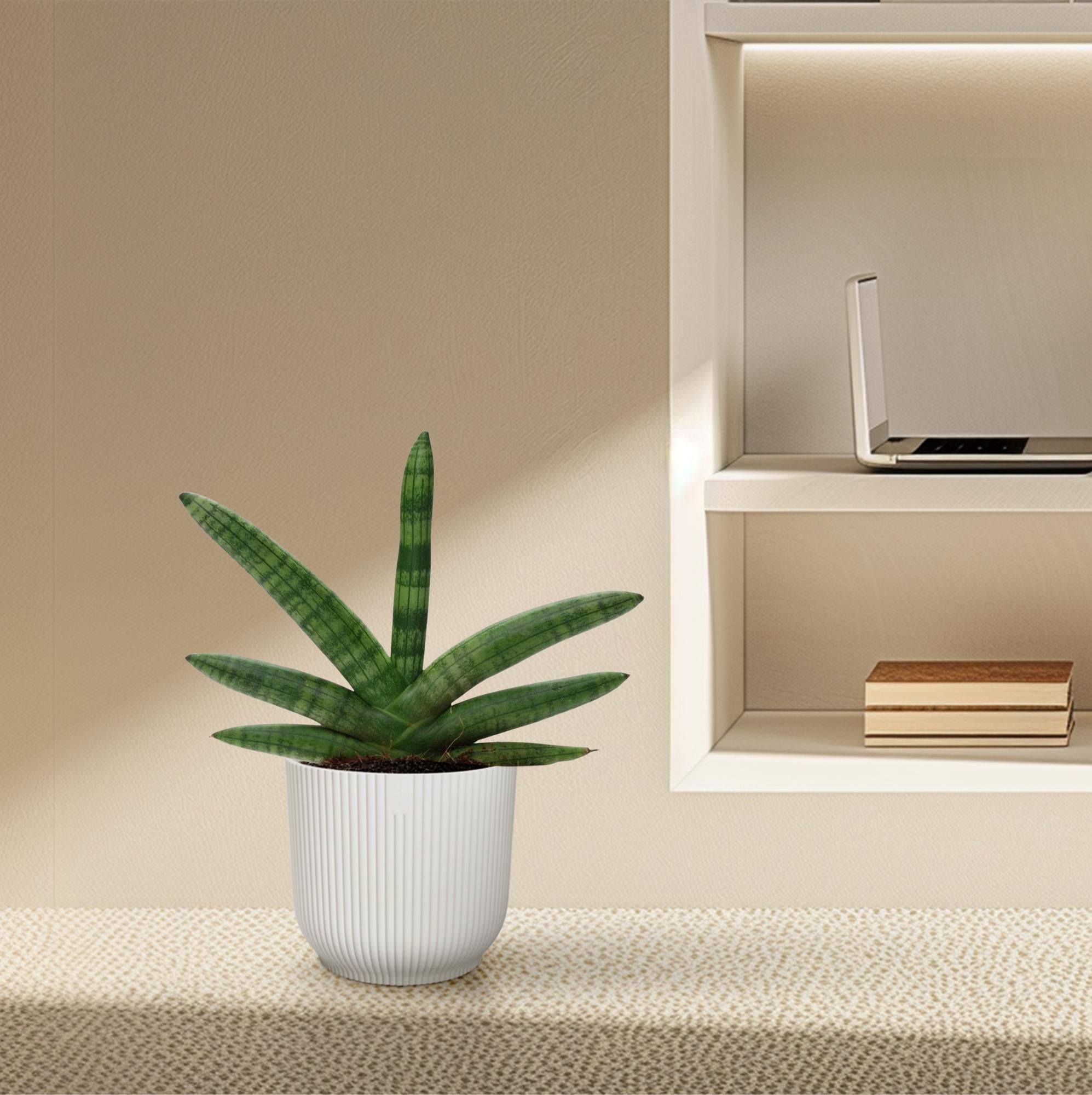 Sansevieria mini mix – Sansevieria cylindrica en Skyline in sierlijke pot Ø10,5