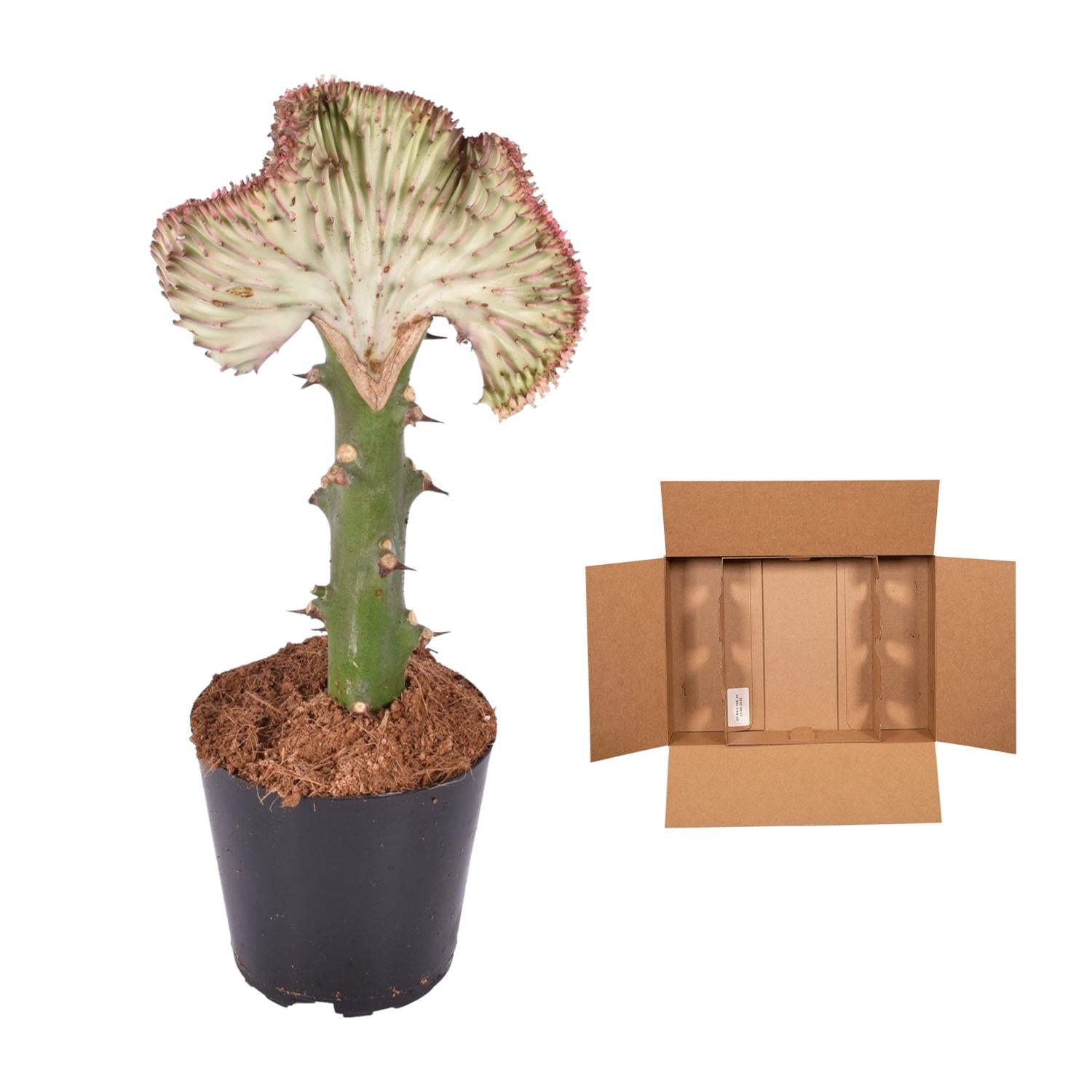 Euphorbia lactea Cristata rood – koraalcactus kamerplant
