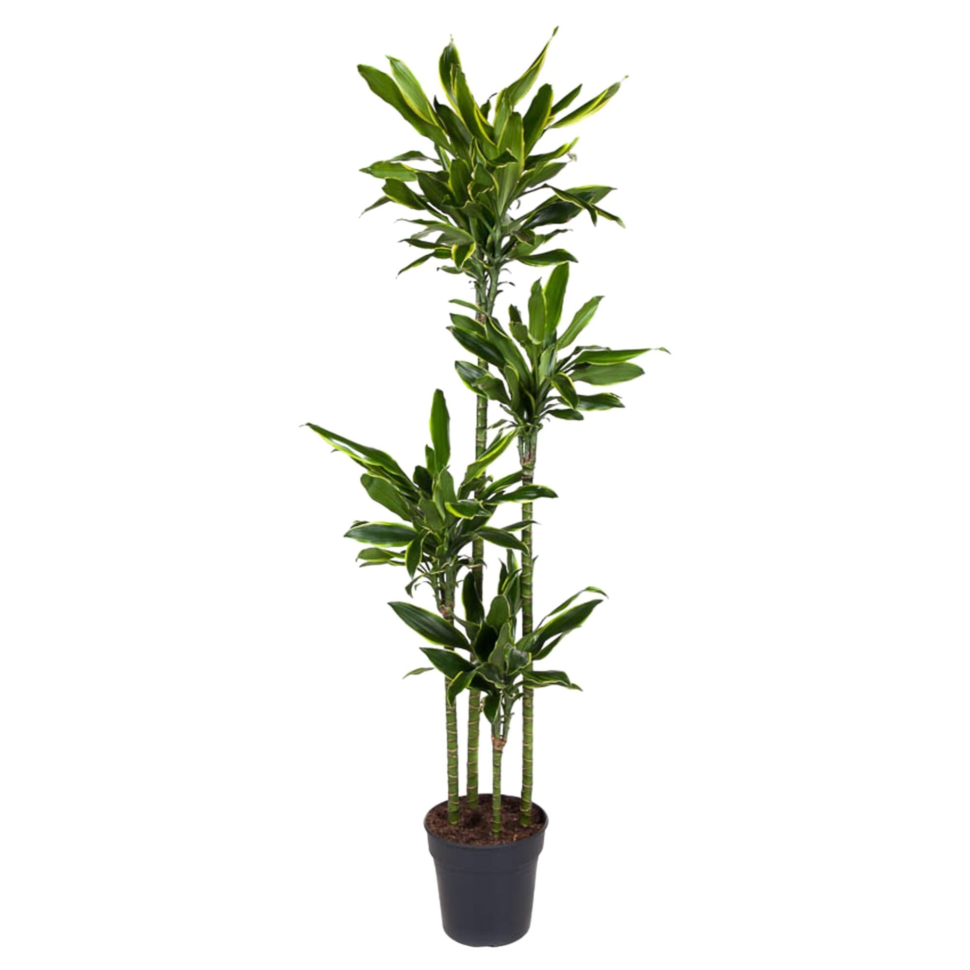 Dracaena Golden Coast – grote twee-kleurige Dracaena kamerplant in kweekpot