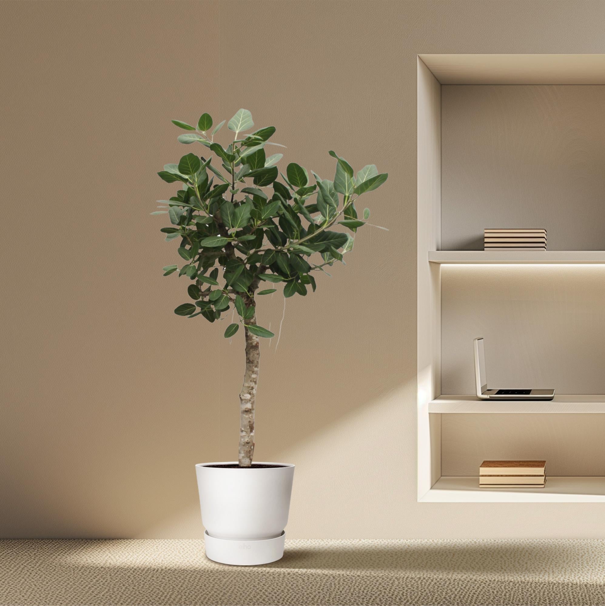Ficus Benghalensis – grote banyan ficus kamerboom