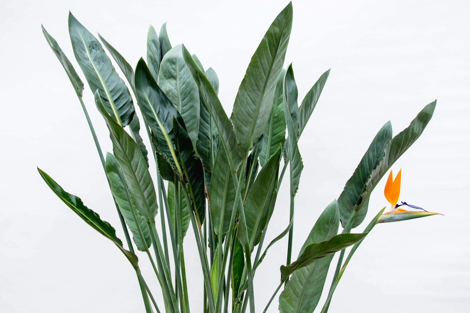 Strelitzia Reginae XL - 160cm - ?30