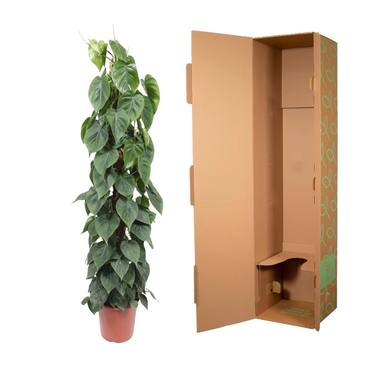 Philodendron Scandens – klimplant op mosstok (groen & Brasil)