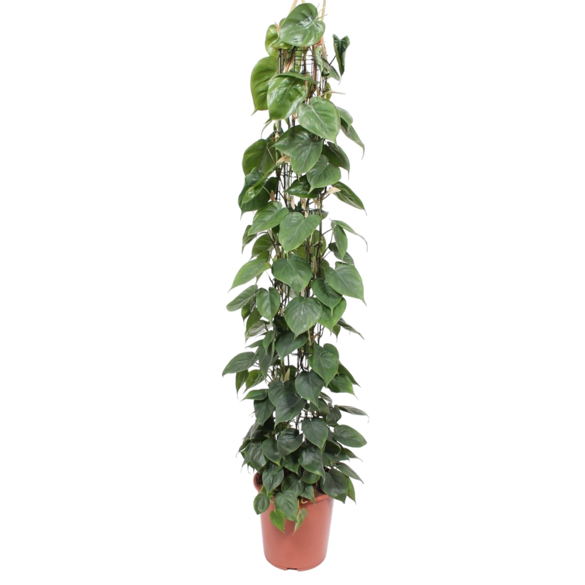 hilodendron Scandens – klimplant op gaasrek (groen & Brasil)