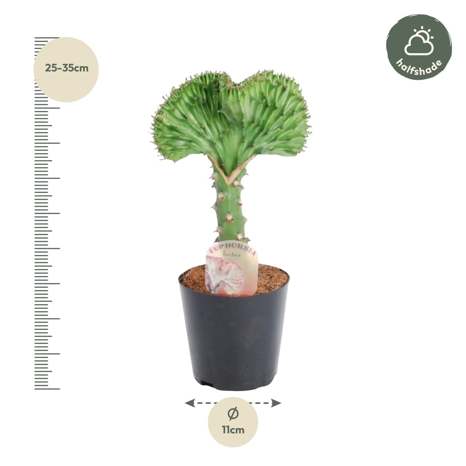 Euphorbia lactea Cristata groen – koraalcactus kamerplant