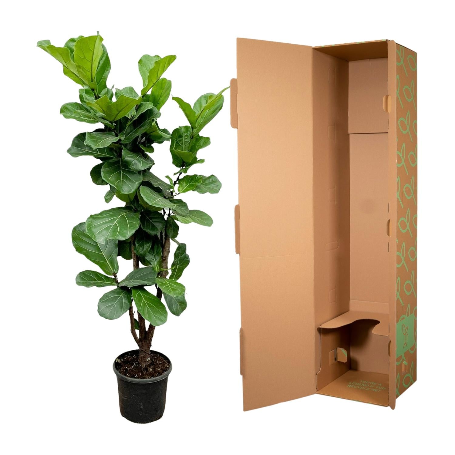 Ficus Lyrata vertakt - grote sierkamerplant met stevige stam, vol weelderig blad