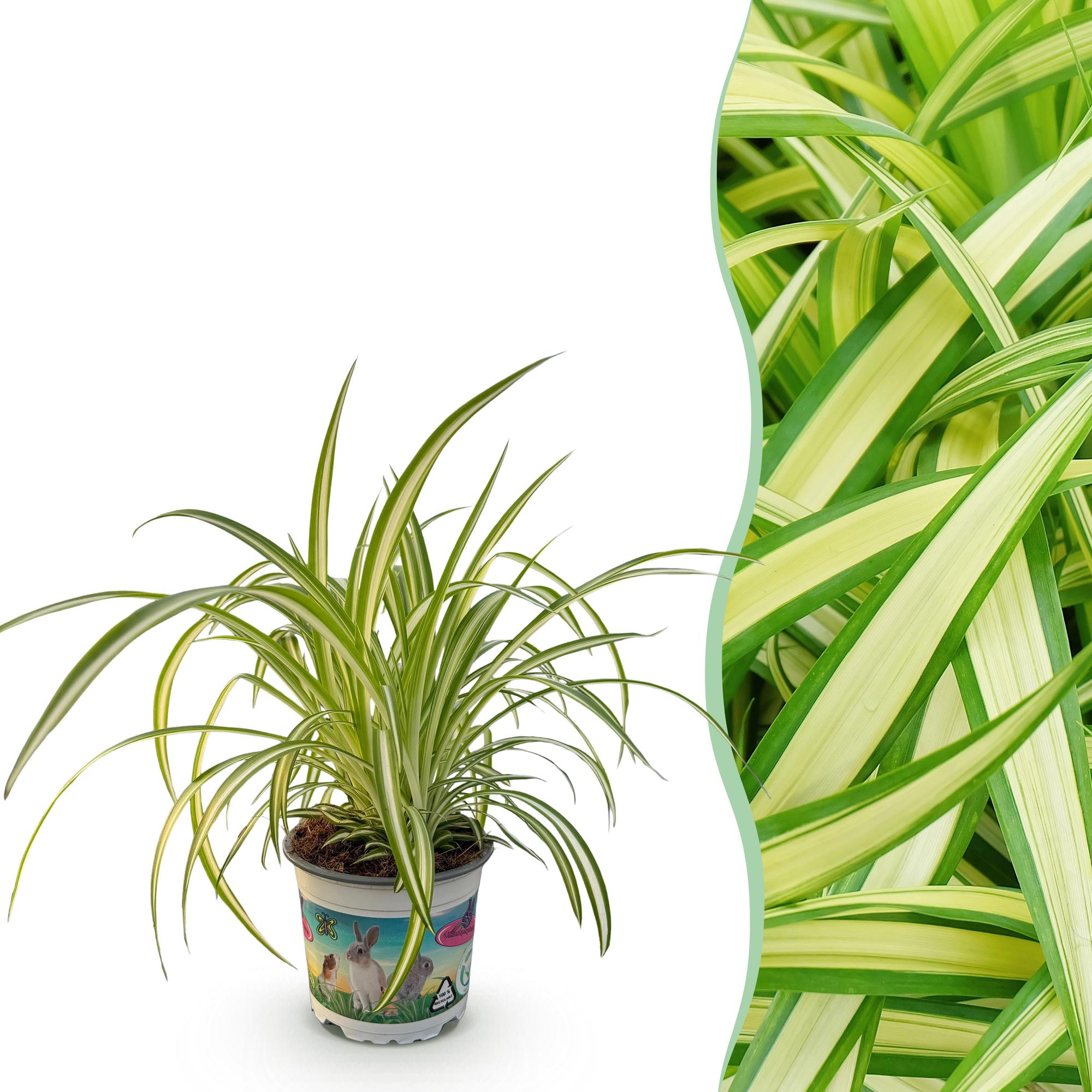 Green boutiQ - Kamerplant - Chlorophytum comosum Variegatum - Bonte Graslelie - Huisdiervriendelijke Plant - Groen - 1 Plant - Pot 12cm - Hoogte 20cm