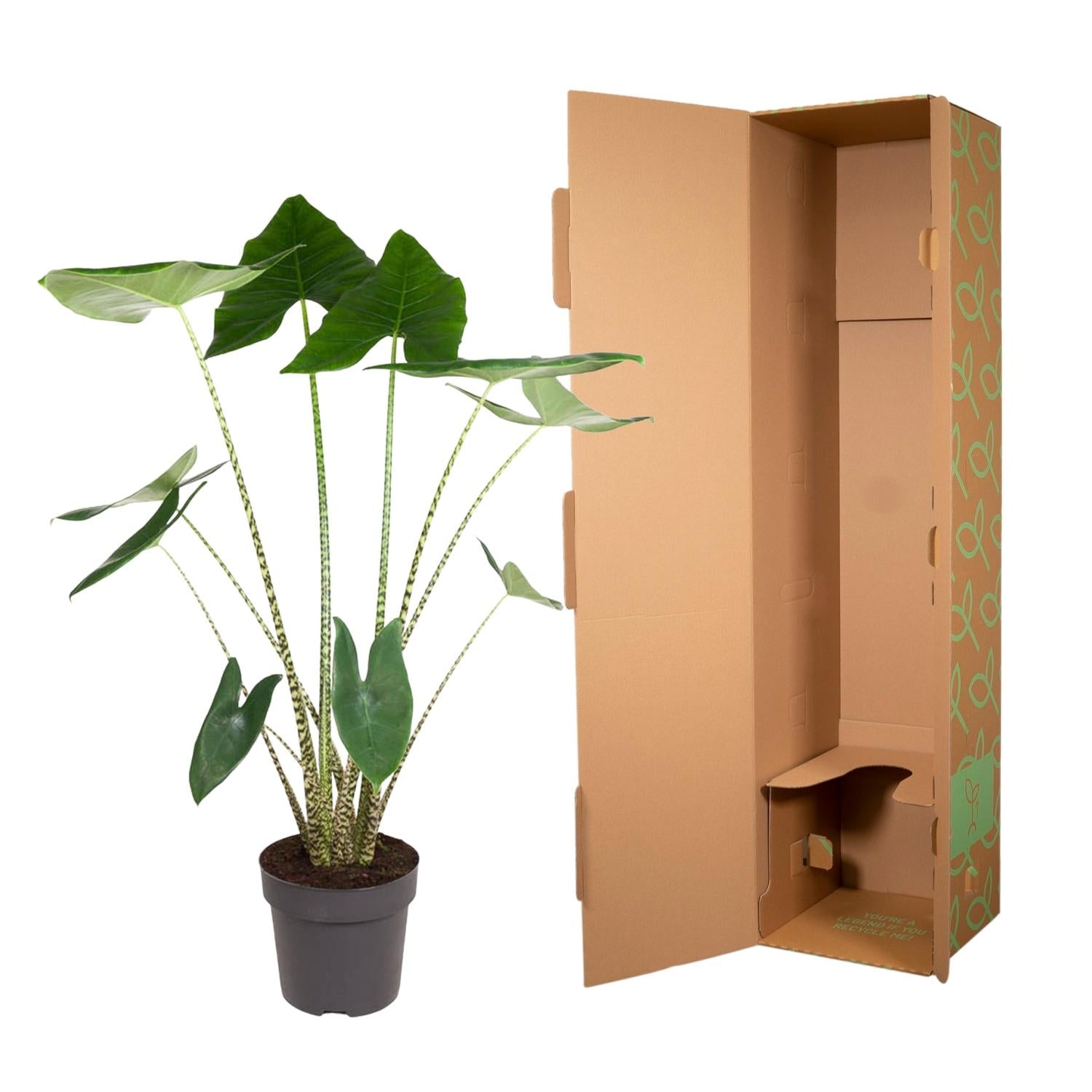 Alocasia Zebrina - Tropical Alocasia Houseplant with Decorative Striped Stems