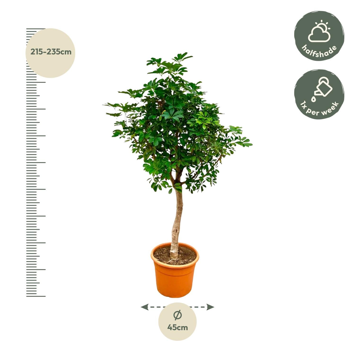Schefflera op stam – grote groene kamerplant op stam
