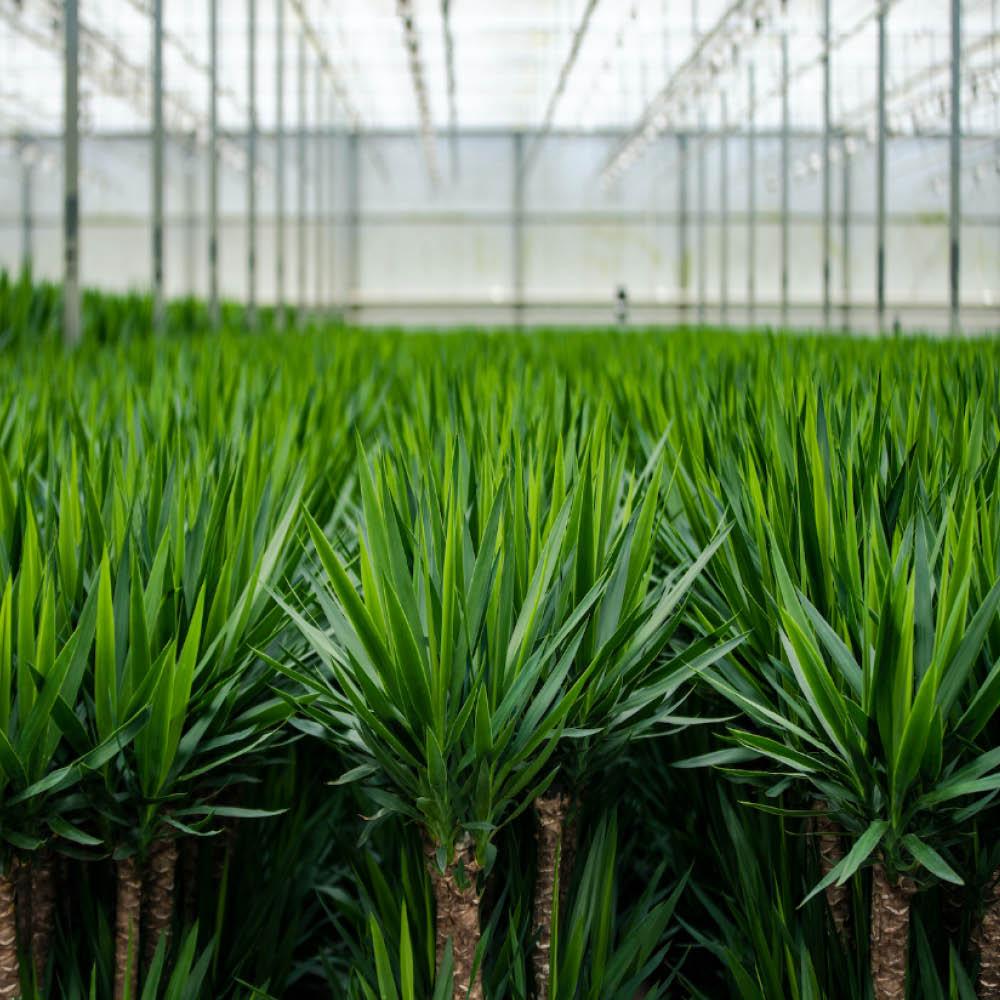 2x Yucca - ?90cm - Ø17cm