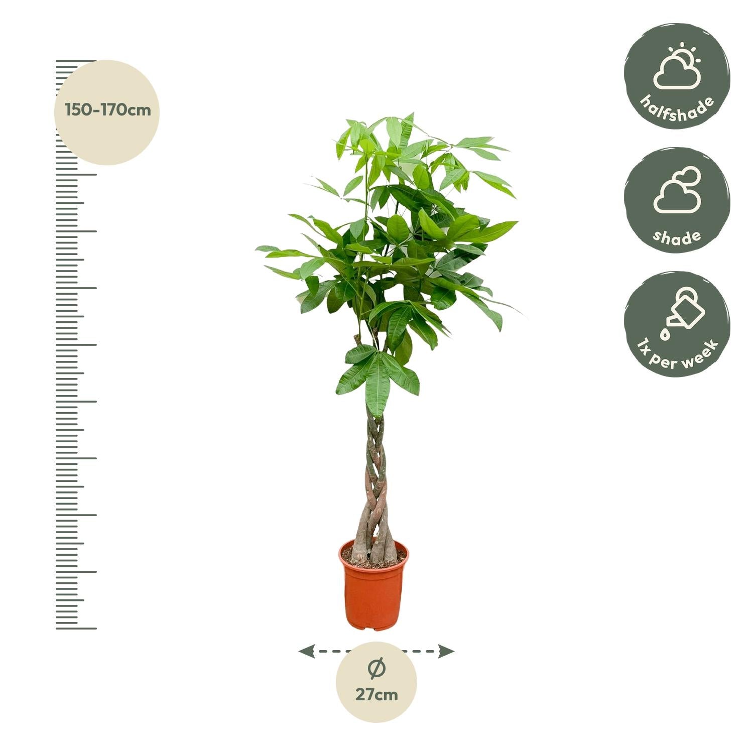 Pachira Aquatica kamerplant – decoratieve geldboom voor huis & kantoor
