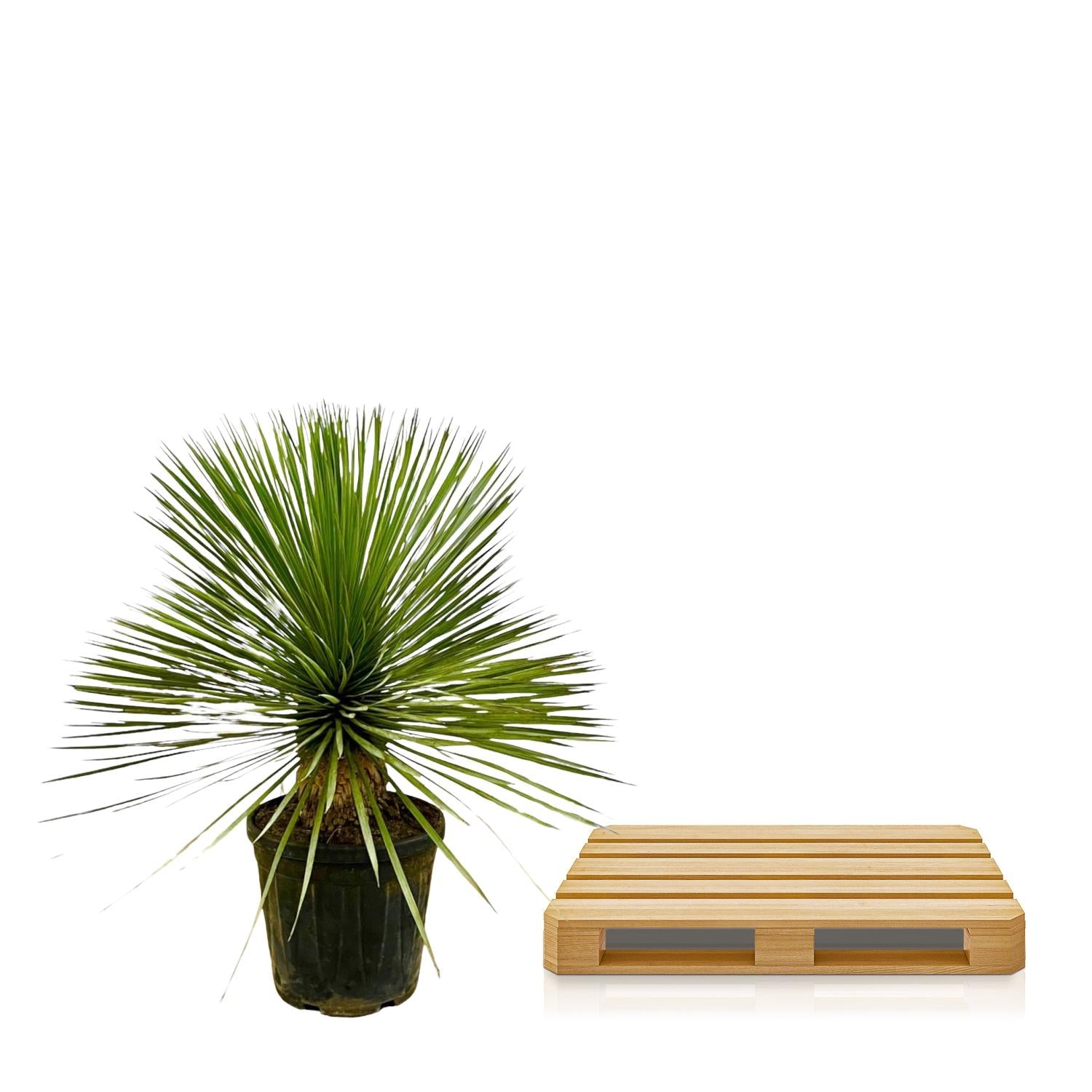 Yucca rostrata – exclusieve Yucca op stam in kweekpot