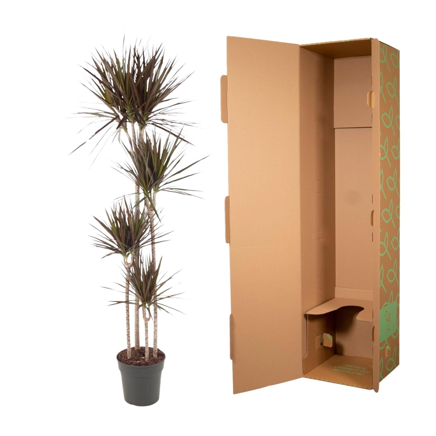 Dracaena Magenta – diepgroene paarsrode Dracaena kamerplant
