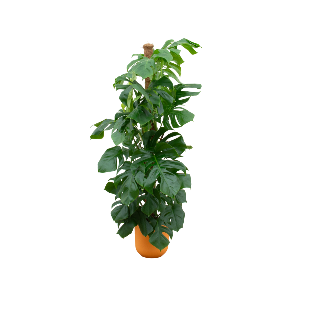 Combi deal – Monstera Pertusum XL + elho Vibes Fold Round - 150 cm, Ø30