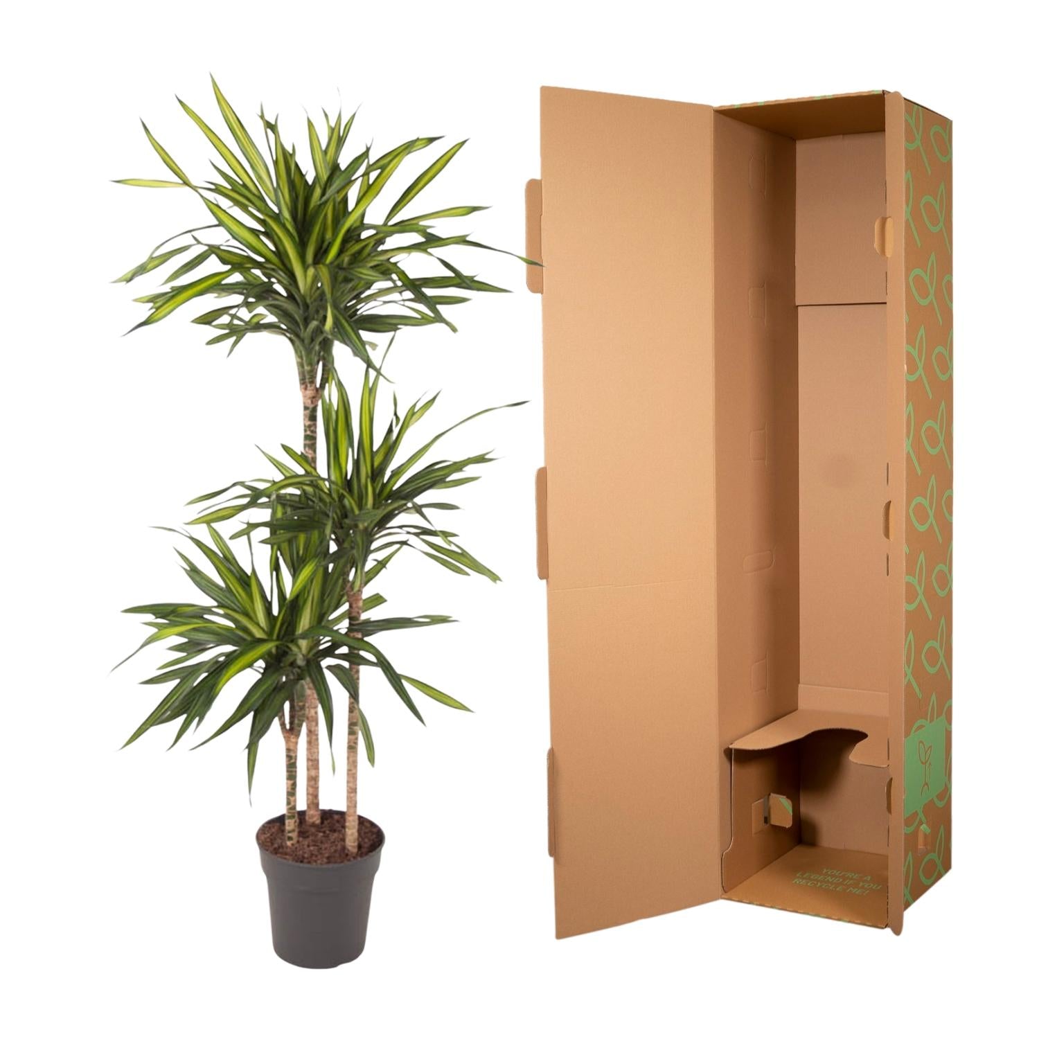 Dracaena Riki – smalbladige moderne Dracaena kamerplant
